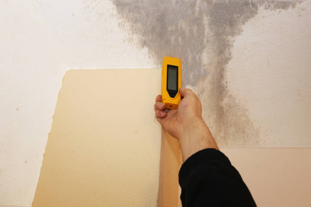 Mold Remediation for Rental Properties in Effort, PA