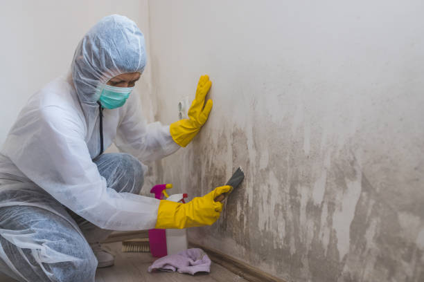 Best Mold Removal for HVAC Installations  in Effort, PA