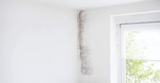 Mold Documentation for Insurance Claims in Effort, PA